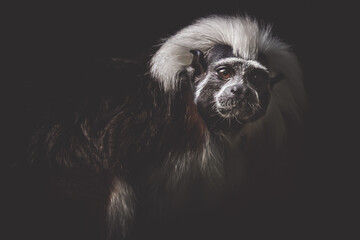 Close up shot of a cotton-top tamarin