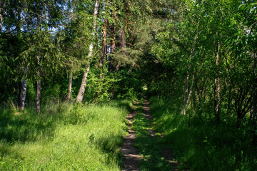 Obraz premium dirt path through the forest on a bright day