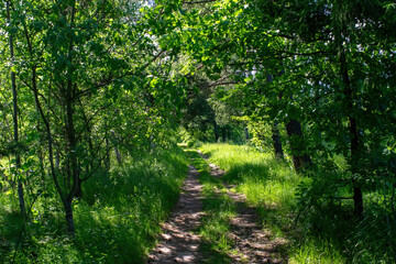 Fototapeta premium dirt path through the forest on a bright day