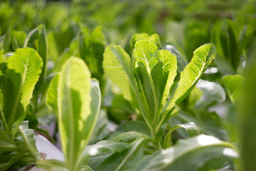 Organic Hydroponic Vegetable farm in greenhouse.