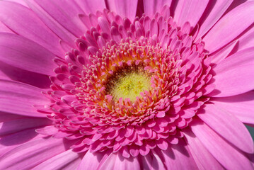 Close up pink inflorescence of gerbera daisy