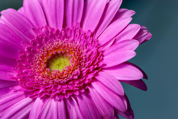 Close up pink inflorescence of gerbera daisy