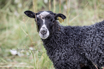 sheep in a field. åre, sweden.norrland.sverige,