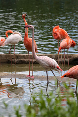A flock of pink flamingos near the water in the zoo