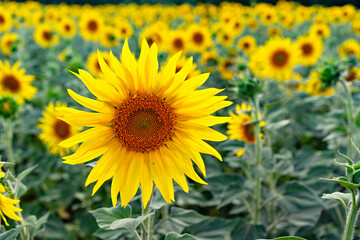 Blooming  field sunflowers. Natural background.