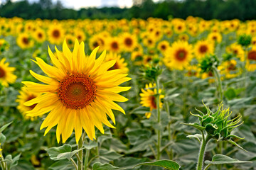 Fototapeta premium Blooming field sunflowers. Natural background.