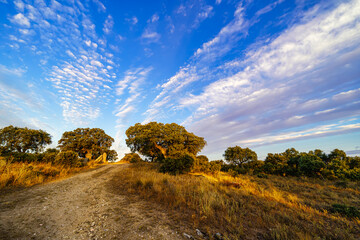 Obraz premium sunrise in the field with Mediterranean forest oaks.