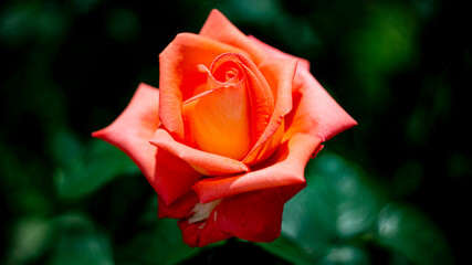 Цветы, расстения