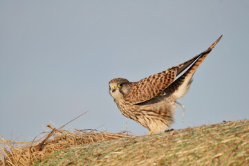 Common kestrel resting on a hay bale. Portrait of a european kestrel. Falco tinnunculus.