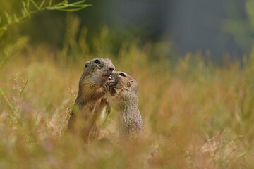 Two Little european ground squirrel sitting in the grass. (Spermophilus citellus). Two young ground squirrel . Wildlife scene from nature.