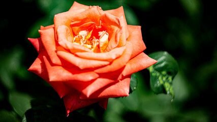 Цветы, расстения