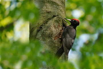 Black woodpecker male (Dryocopus martius) sitting on the tree strain. Woodpecker in the nature habitat. Spring in the nature.