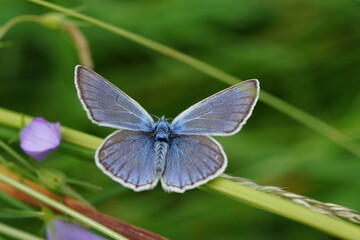 Portrait of a beautiful Amanda's blue butterfly. Polyommatus amandus