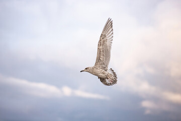 A wide sweep of the petrel's wing.