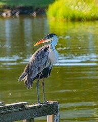 great blue heron