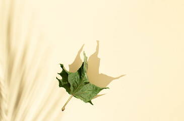 Dry green leaf  and shadows on pastel background. Minimal fall composition with copy space.