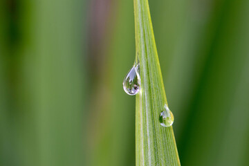 Crocosamia Waterdrop 01