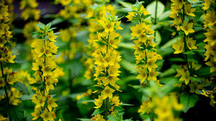 Цветы, расстения