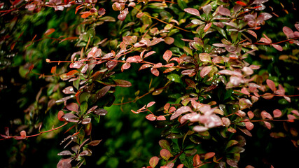 Цветы, расстения