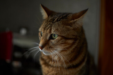 Closeup of adult tabby cat