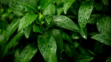 Цветы, расстения