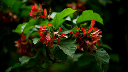 Цветы, расстения