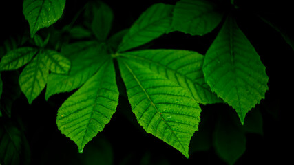 Цветы, расстения