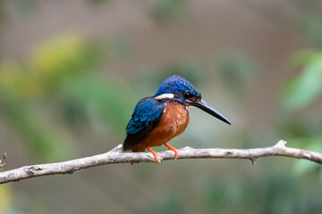 kingfisher on branch