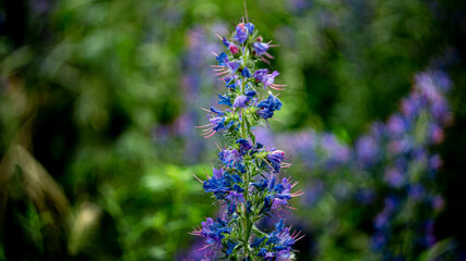 Цветы, расстения