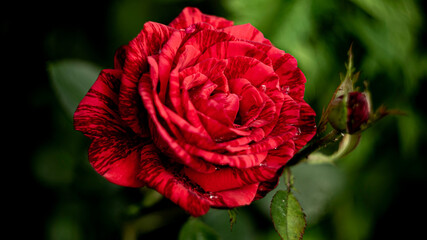 Цветы, расстения