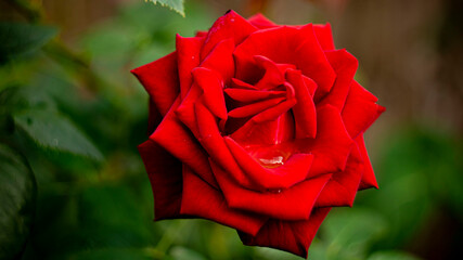 Цветы, расстения