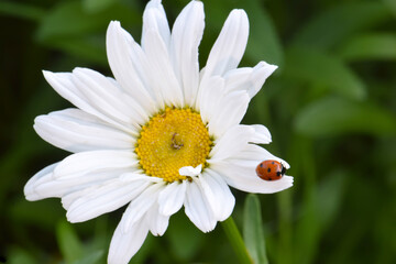 Fototapeta premium Ladybug Daisy 05