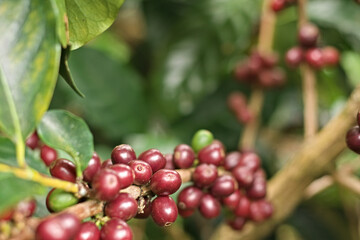 Ripe coffee branch. Fresh red coffee beans. Coffee berries bunch and leaves green coffee on branch. Selective focus