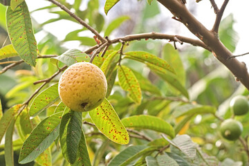Ripe guava fruit. Fresh and delicious guava. Guava plant with fruits and leaves. Branch with ripe fruit