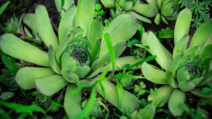 Цветы, расстения