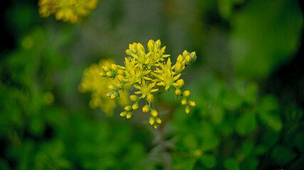 Цветы, расстения