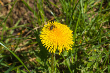 Biene bestäubt Löwenzahn
