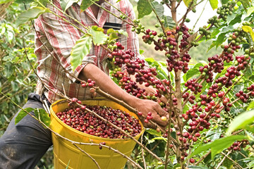 Worker harvesting coffee. Worker is gathering coffee beans on plantation in Colombia. Coffee tree with ripe fruits. Fresh coffee branches