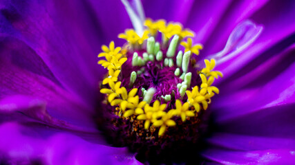 Цветы, расстения