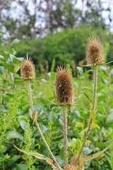 thistle in the field