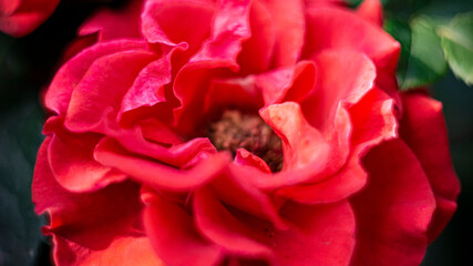 Цветы, расстения