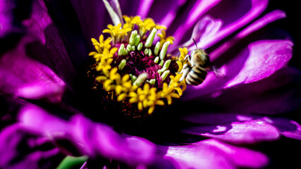 Цветы, расстения