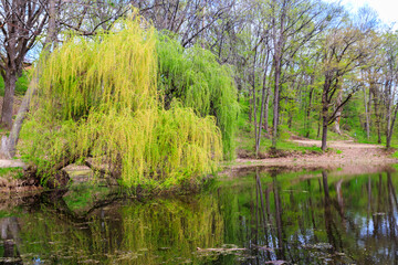 Obraz premium Weeping willow tree or Babylon willow (Salix Babylonica) on a shore of lake