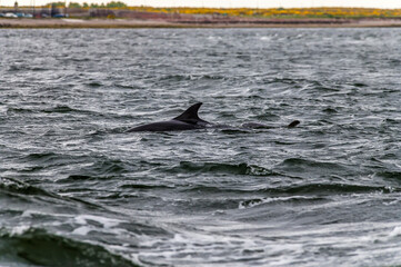 Dolphins swimming in the Moray Firth off  Chanonry Point, Scotland on a summers evening
