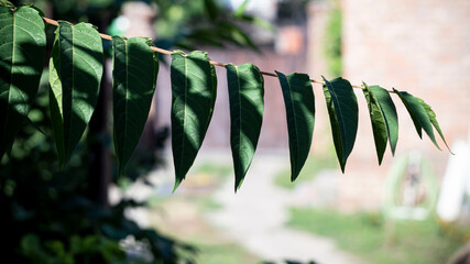 Цветы, расстения