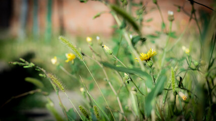 Цветы, расстения