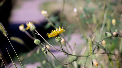 Цветы, расстения