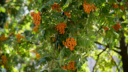 Цветы, расстения