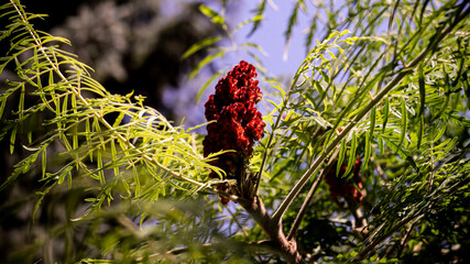 Цветы, расстения