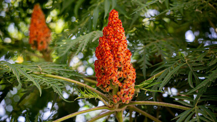 Цветы, расстения